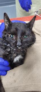 PetfindToronto's tweet image. #RATHBURN #RENFORTH Pls RT2unite #FOUND #CAT-11-Aug #Toronto Animal Services A926780 #PUBLIC L&amp;amp;F 416-338-7297 BLACK DSH M/1Yr