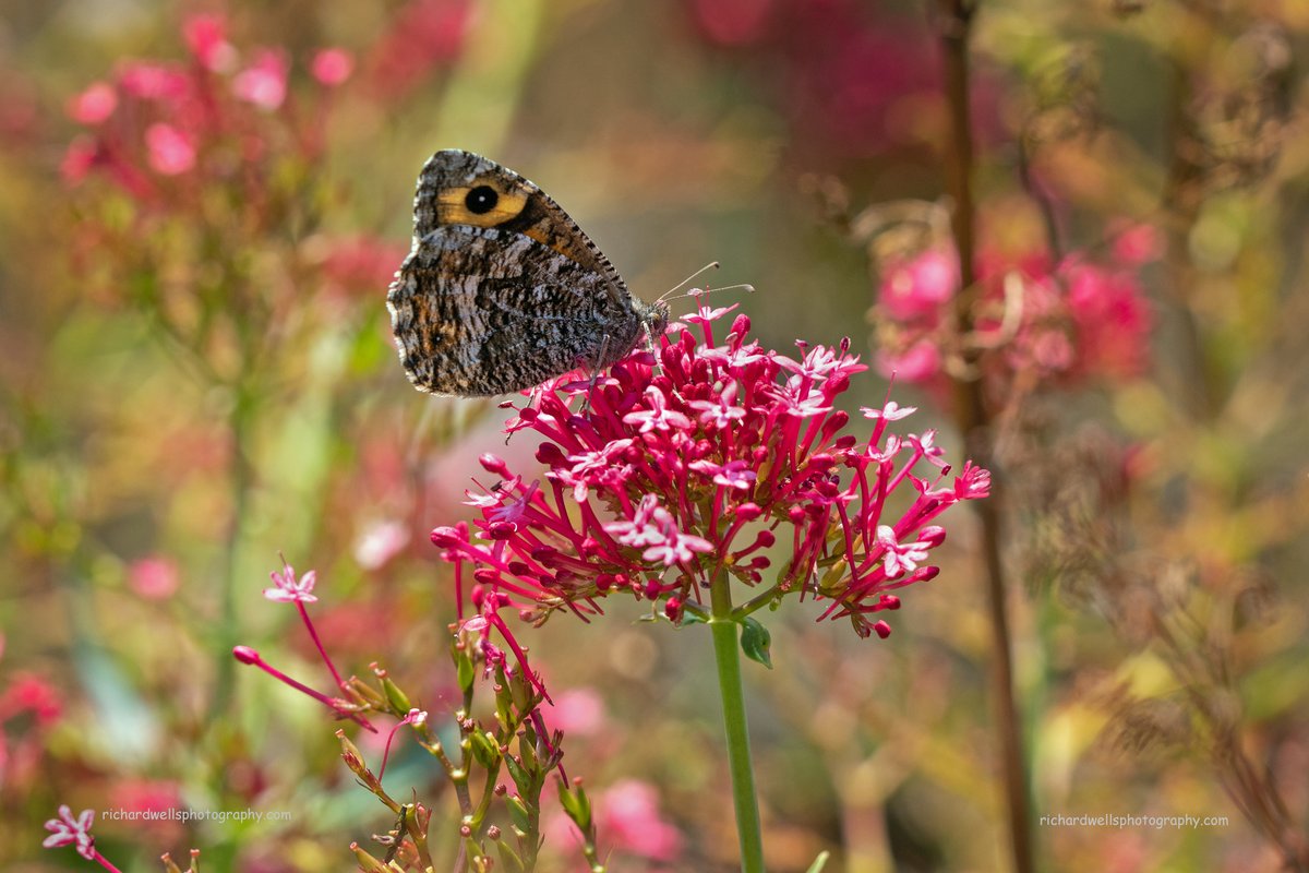 Grayling butterfly on red valerian, Holyrood park today. @HolyroodRanger @BC_Scotland @BCeastscotland @EdinburghNats @NatureUK @BBCSpringwatch #Edinburgh