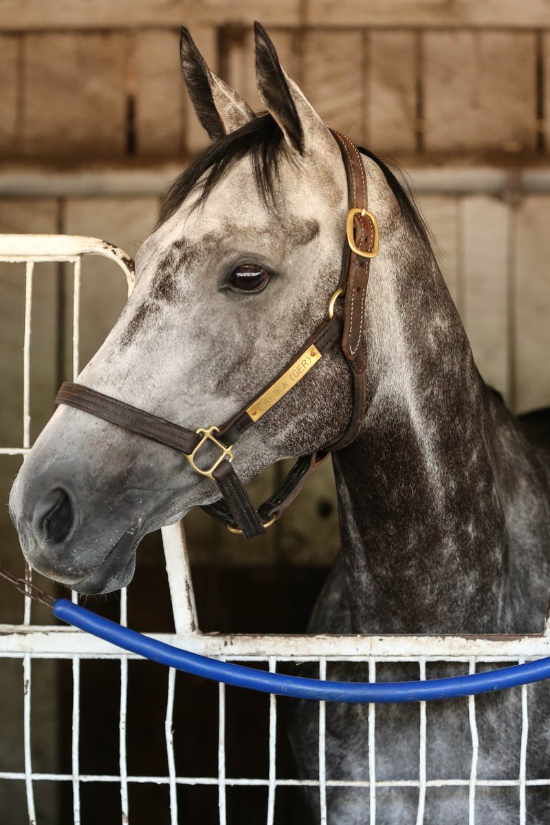 ChurchillDowns's tweet image. Dalika just broke a 29-year-old track record for a 1-1/8 miles on the turf while winning the Beverly D. Stakes👏👏👏👏

#ChurchillDowns