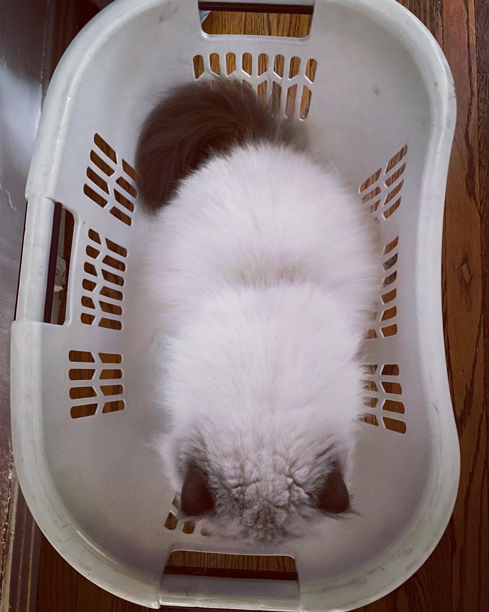 FreyjaCurlyEars's tweet photo. So we put him in the dark or light laundry? #hamish #bluepoint #himalayan #himalayancat #himalayancatsofinstagram #laundry #laundrybasket 
#cats #catsofinstagram #catstagram #pet #love #cute #kitty #instacat #catlover petstagram #meow #lovecats #cute #fluffy #kat #katten #poofy # https://t.co/z71D6jASQ0