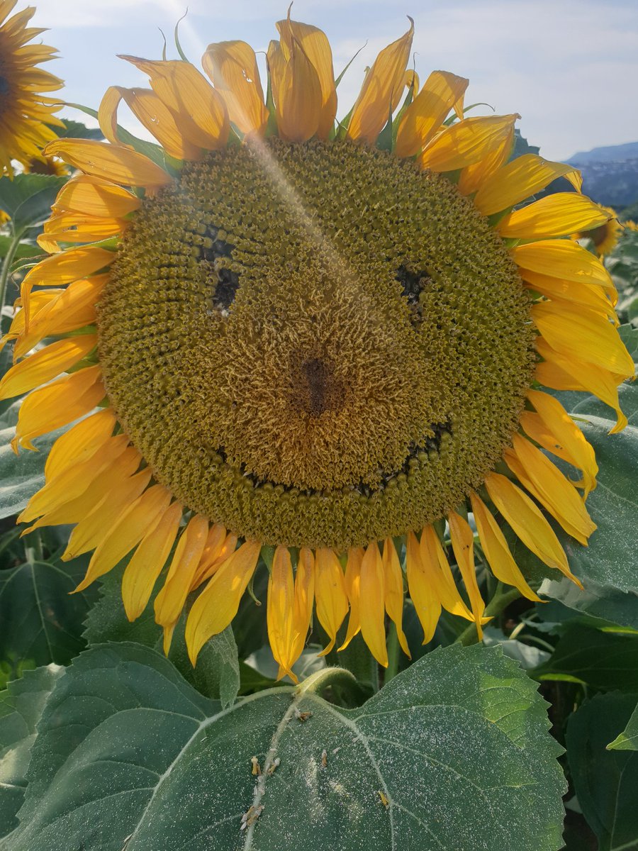 #3goodthings
1.amazing field of sunflowers
2.seeing a red tailed bumble bee 
3.back at home at last - for one night before a camping trip tomorrow
#lovewhereyoulive #makingmemories #1000hoursoutside #schoolsoutforsummer