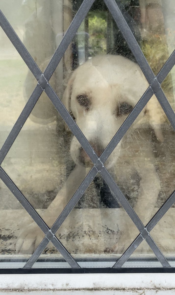 StopFEH's tweet photo. 30th July at FEH
Warning, graphic images, details of animal neglect https://t.co/IXp1626raO