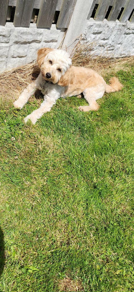 dollydonda's tweet photo. @millyjohnson Also @millyjohnson this is my little baby 💕 https://t.co/zhTpIrlW33
