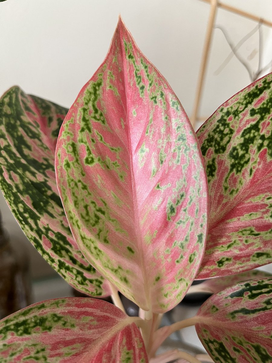 wonder_m_r's tweet photo. Esta hoja rosita de mi Aglaonema es lo más bonito que verán hoy 💕💕💕💕 https://t.co/ST06keILVN