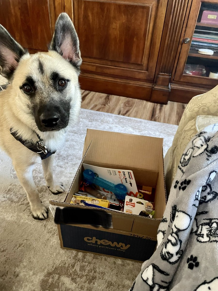 DeniseMBelcher's tweet photo. Not pictured, Capone sticking his whole face in the box to really get a good sniff! He can’t believe all of this is for him! His first #ChewyDelivery in his new forever home! @Chewy @PGornowski https://t.co/QnHeEnShSu