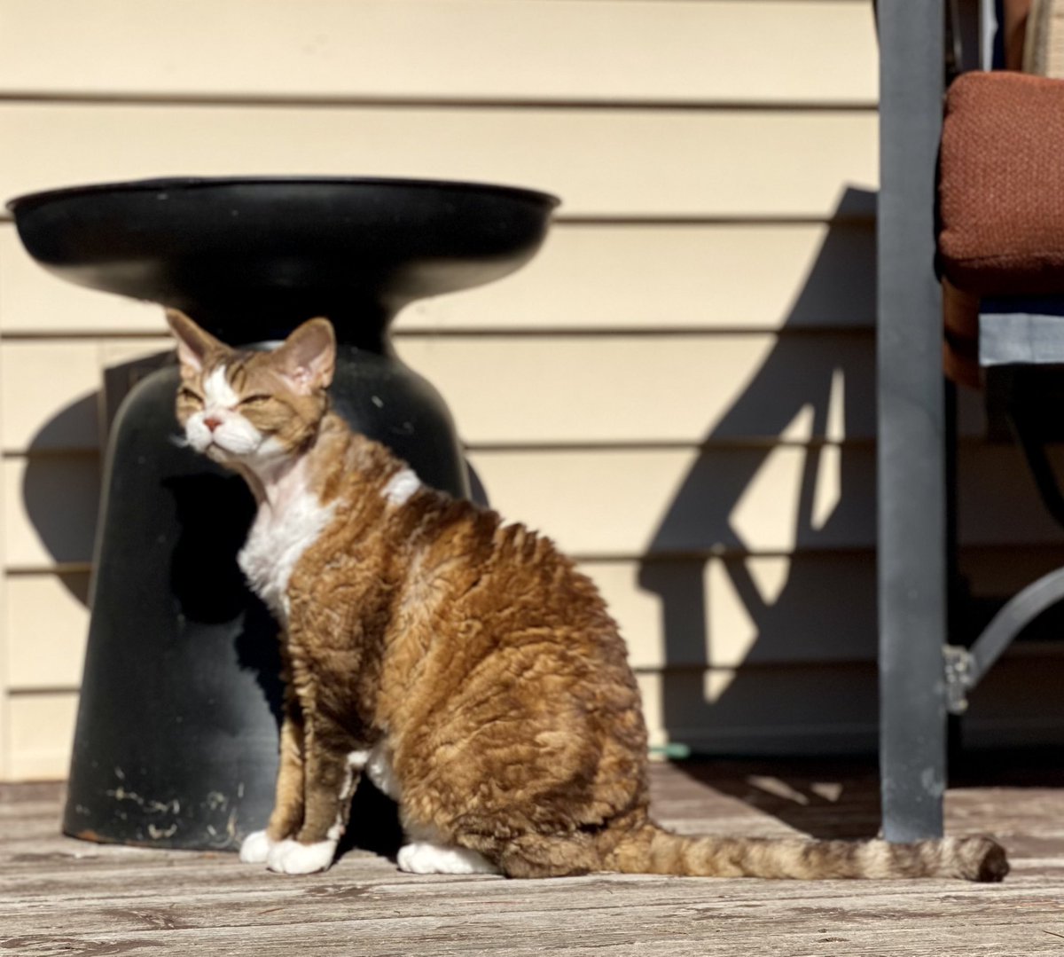 dvannata's tweet photo. @thechrisbarron Happy #Caturday https://t.co/ASVJ59Cttt