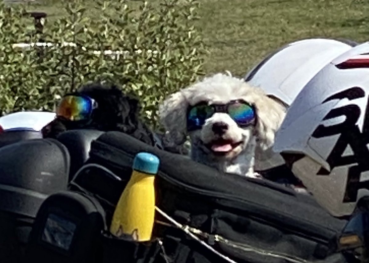 juliejones45's tweet photo. Saw these gorgeous doggies having a ride on their motorbike today. Loving the sunglasses ๐ #dogsoftwitter #heatwave #lytham #cooldogs #motorbikers #Dogs #seaside https://t.co/Wk37bpOICJ