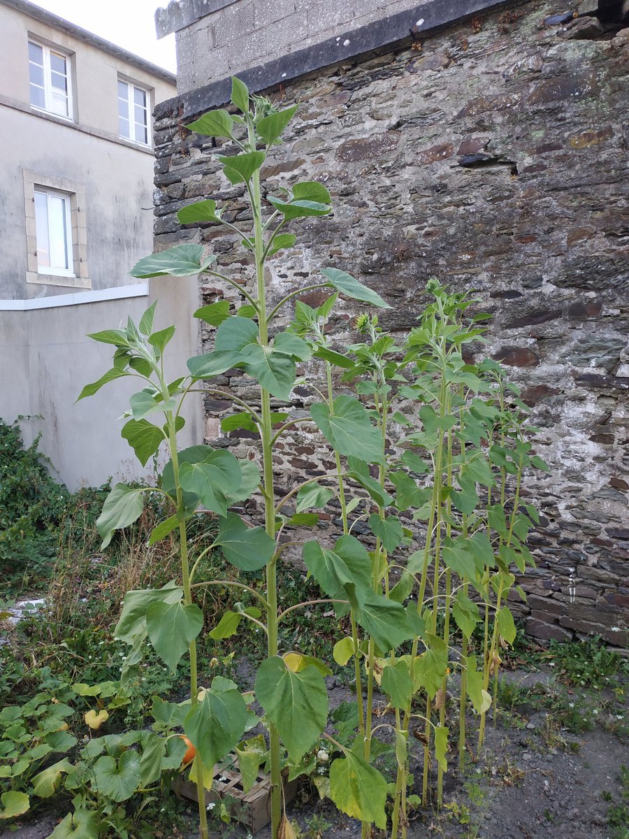 CarhaixDe's tweet photo. De la pluie de prévu pour la semaine prochaine ! (Ouf) les soleils du jardin bientôt prêt à prendre le relais ! https://t.co/9BfMNwVdHd