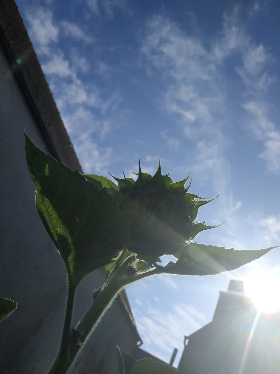 CarhaixDe's tweet photo. De la pluie de prévu pour la semaine prochaine ! (Ouf) les soleils du jardin bientôt prêt à prendre le relais ! https://t.co/9BfMNwVdHd