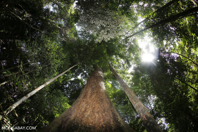 onetreeplanted's tweet photo. "Trees play a critical role in supporting life on Earth, and over the past few years, everyone from governments to companies to celebrities has been talking about tree planting as a solution to climate change and a boon to biodiversity."🌲😊💚https://t.co/wS93a6rNeT https://t.co/2d485N2Dty