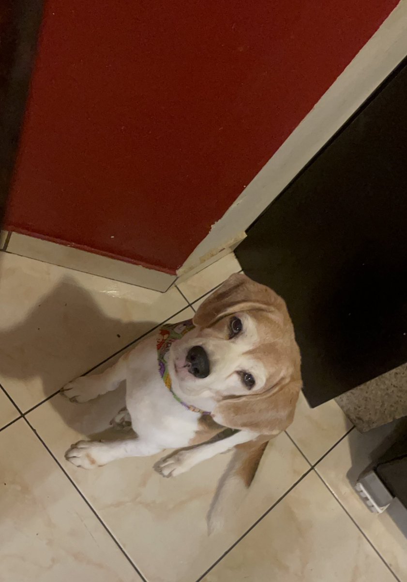 Diegoloona's tweet photo. @LourdesColon3 @noticias4vision Sinceramente los gringos 😒… Mientras tanto Hoshin 😁🐶 https://t.co/Kkcey3T03N