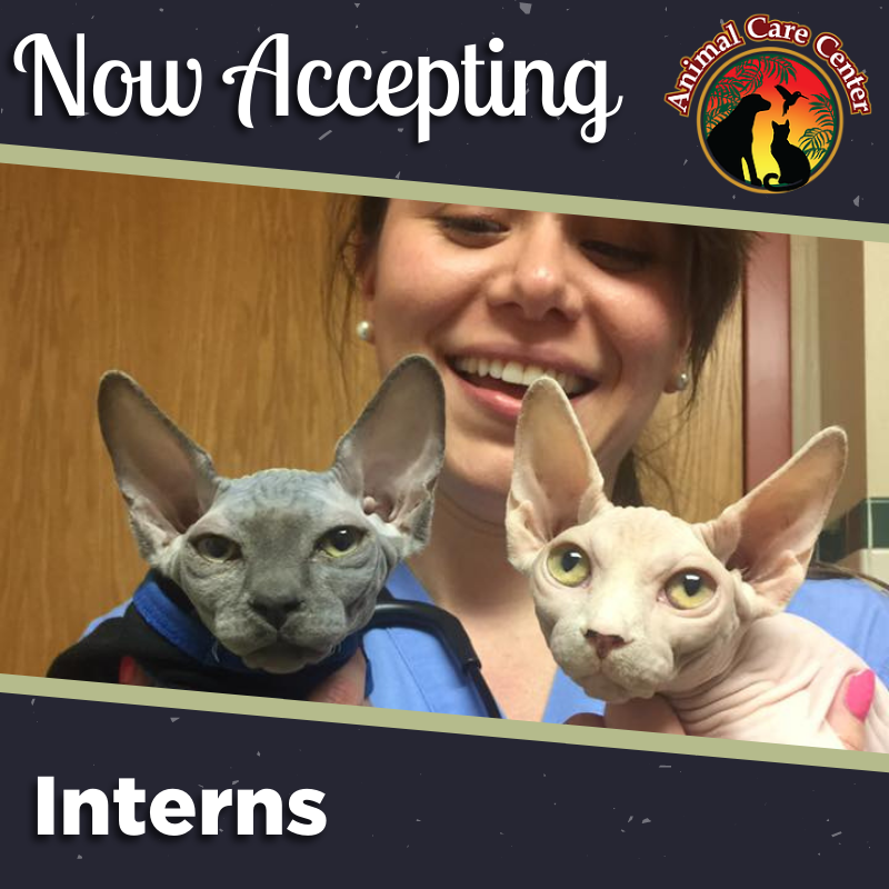 AnimalCareVet's tweet photo. Our doctors love to teach and it shows. Have the opportunity to learn from our highly experienced #Veterinarians by applying to our #internship today! https://t.co/gg0YKtgvIL https://t.co/i7l2zRTkbq