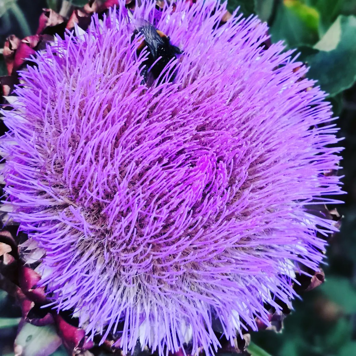 joelaine1013's tweet photo. We let one of our our #globeartichokes flower this year and its absolutely beautiful! This #bumblebee can't get enough and is sparkling with #pollen #bumblebeebutt #socute #summergarden #growingfood https://t.co/EARHhtnwCf
