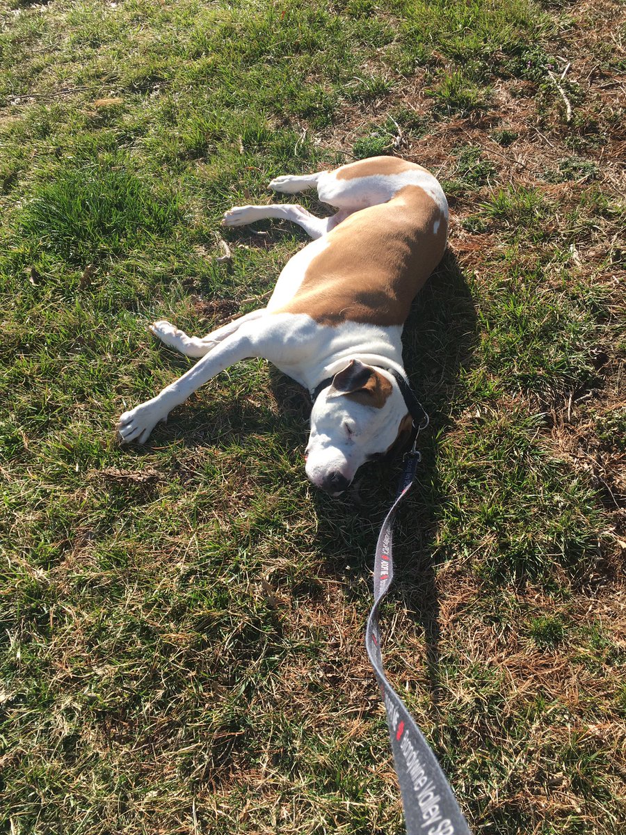 SheilaNCo's tweet photo. @buitengebieden Finn - 110# Mastiff/Boxer - plays dead mid walk to avoid going back inside!  (He’s trained me to wait 20-30 mins for him!) https://t.co/4NBSlCoCdq