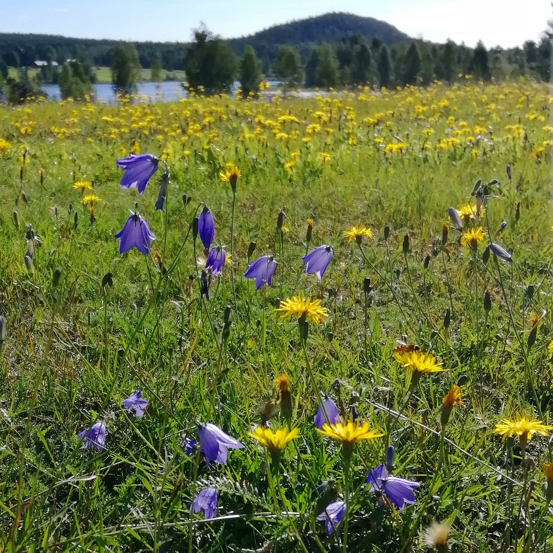 ThereseHenriks's tweet photo. När man låter får vara gräsklippare, och sedan struntar i den bränsledrivna resten av sommaren. Humlorna blir glada!
🐑🐑🐑🍀☀️🌼🐝🐝
#gräsmatta https://t.co/HPrgqfmvDk