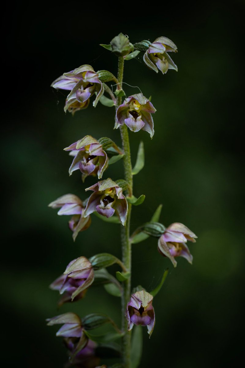 Spent the day burning up in the Burren ! Fantastic introductory walk for #GreatIrishGrasslands saw an autumn gentian, broad leaved helleborine orchid amongst so many others!