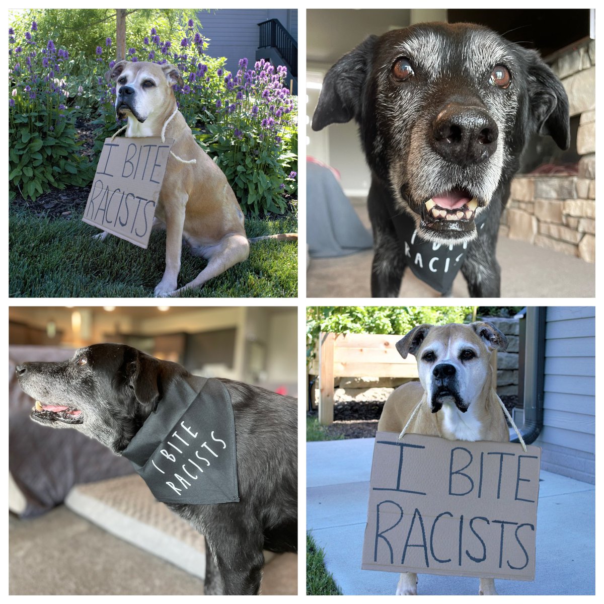 CogsDogs's tweet photo. Bosley & Bonnie have a message for youโฆ
We upgraded the cardboard sign to our own Cogs Dogs bandana!
Will you and your pup join our pack? ๐๐พ
#seniorpupsaturday #ibiteracists #dogsforequality https://t.co/3gqHuh9X2m