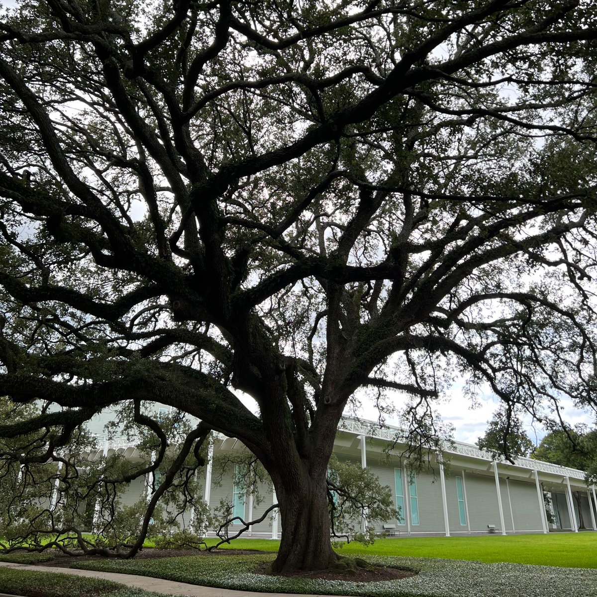 11treesEdu's tweet photo. Getting ready for the traditional Western Hemisphere school year…sending roots deep, reaching for the #bigideas. 11trees at the @MenilCollection in #Houston. https://t.co/UR93YAK6Ys