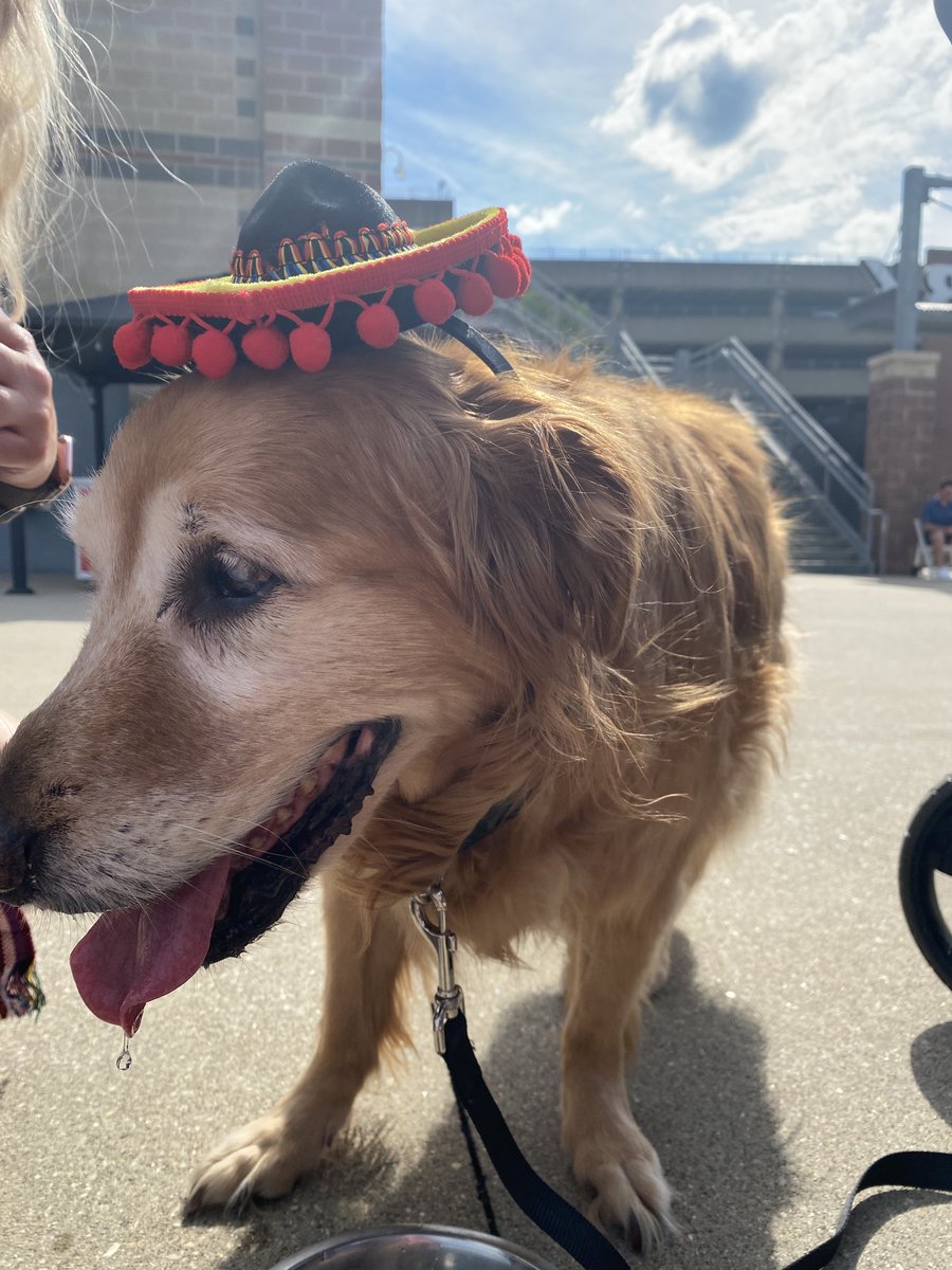 davebentonWCHS's tweet photo. Livin’ it up at the Taco &amp; Margarita Festival in Charleston #libbysue #goldenretriever https://t.co/0VGMbnjSlV
