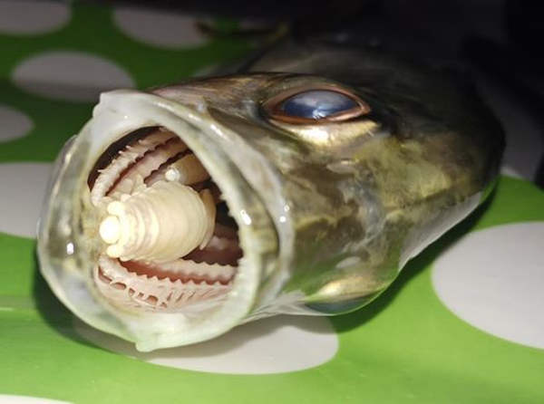 Insidious Parasite Causes the Tongues of Fish to Fall Off And Then Replaces Them ow.ly/MRhH50KjnuG #parasites #fishparasite #creepy #Cymothoa exigua #tongueeatinglouse #odditycentral