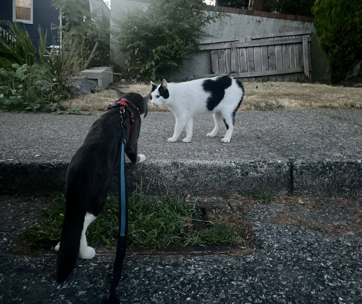 thebigbearcat's tweet photo. Caturday + new sidewalk pals 

🐈‍⬛💕🐈 #Caturday #catlove #CatsofTwittter #kittens #BeartheCat 🐾💝 https://t.co/Qtses6kuUj