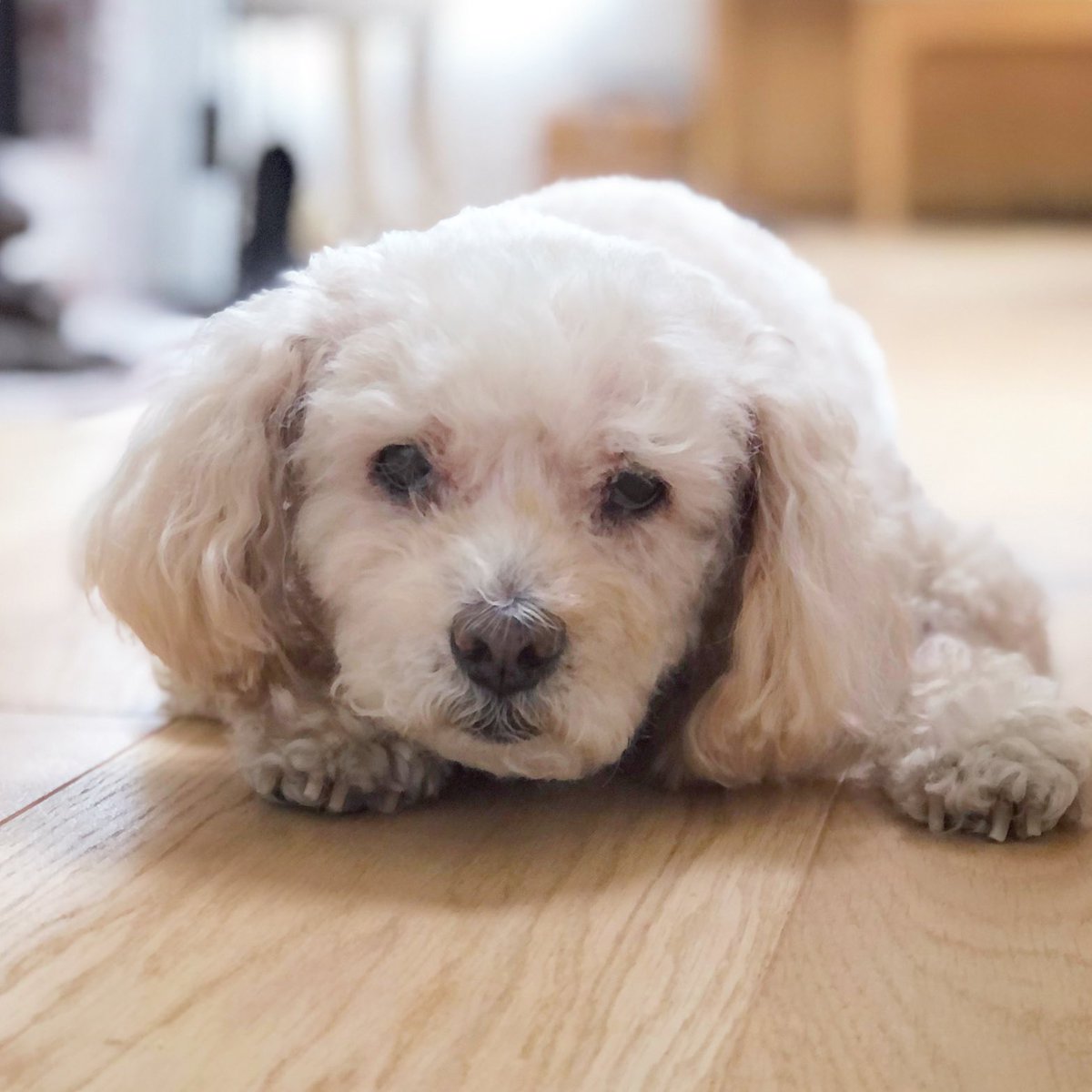 💗🐶💗 #SeniorPupSaturday #DogsOfTwitter #MyDog #ILoveMyDog #StevieThePoodleGirl