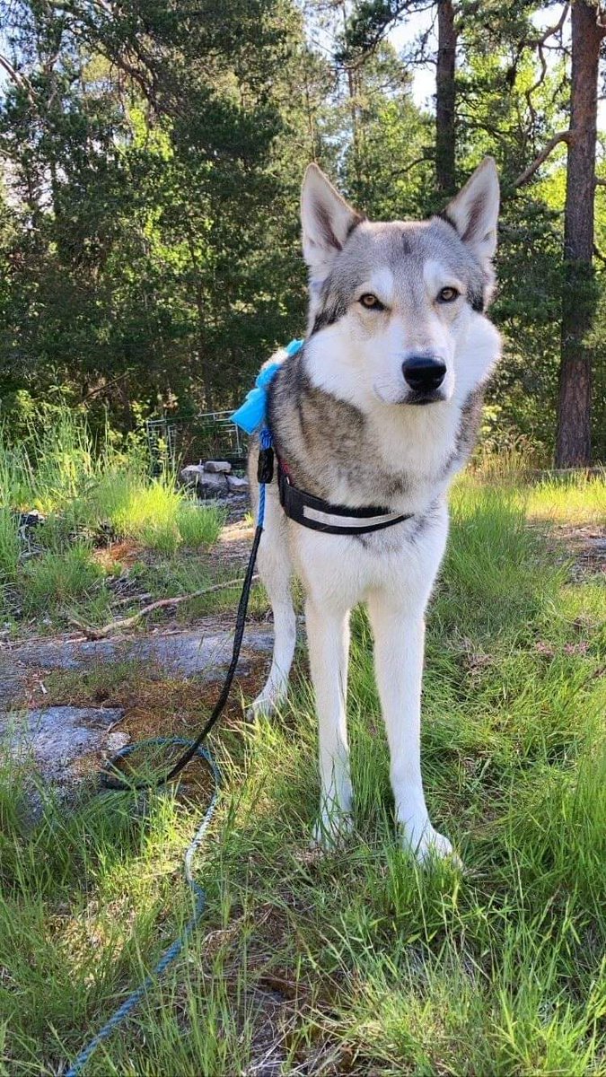 Americanwolfdog's tweet photo. Balki söker fortfarande ett föralltid hem.
Läs om honom på sidan o hör av er till mig på messenger eller här.  ok. Tack
https://t.co/B7MpqhOOdE
#americanwolfdog #Sverige https://t.co/2uGLl99hCY