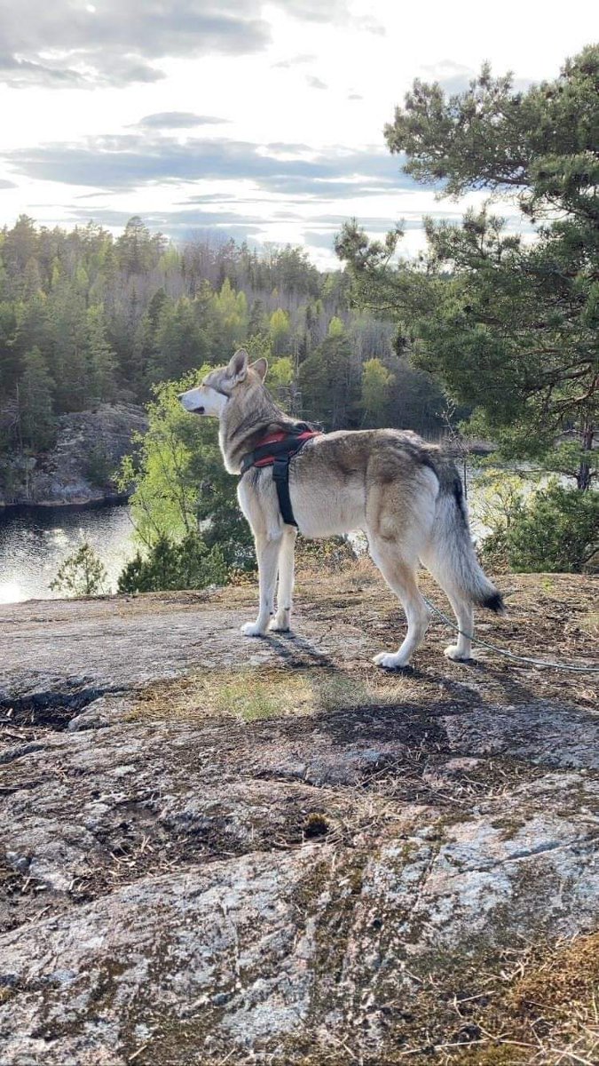Americanwolfdog's tweet photo. Balki söker fortfarande ett föralltid hem.
Läs om honom på sidan o hör av er till mig på messenger eller här.  ok. Tack
https://t.co/B7MpqhOOdE
#americanwolfdog #Sverige https://t.co/2uGLl99hCY