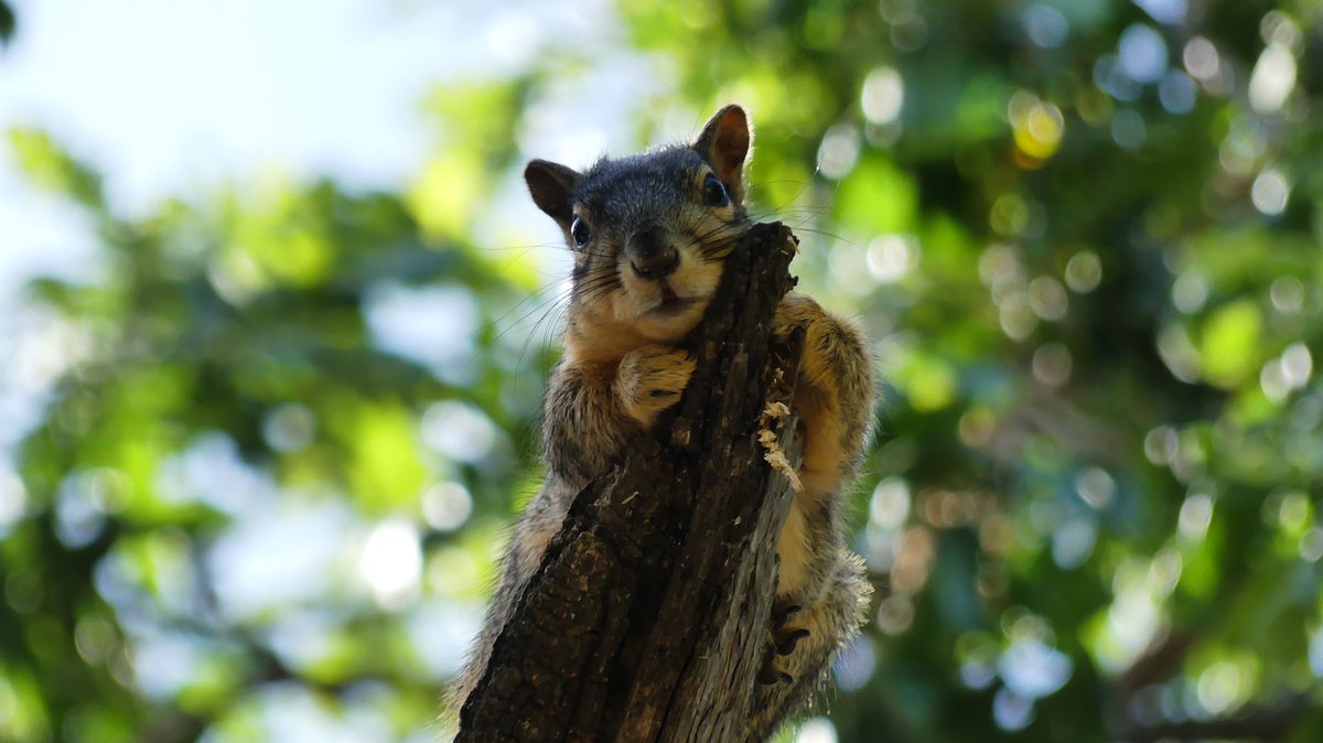 CathyNas1's tweet photo. #squirrelscrolling #backyardanimals #squirrels https://t.co/5yWOAP9D0T