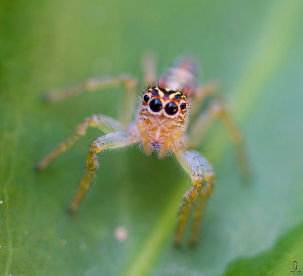 JJLN0468's tweet photo. Micro mundos.
#ABIF #photo #photography #photographer #Nikon https://t.co/U5IWrEQQR6