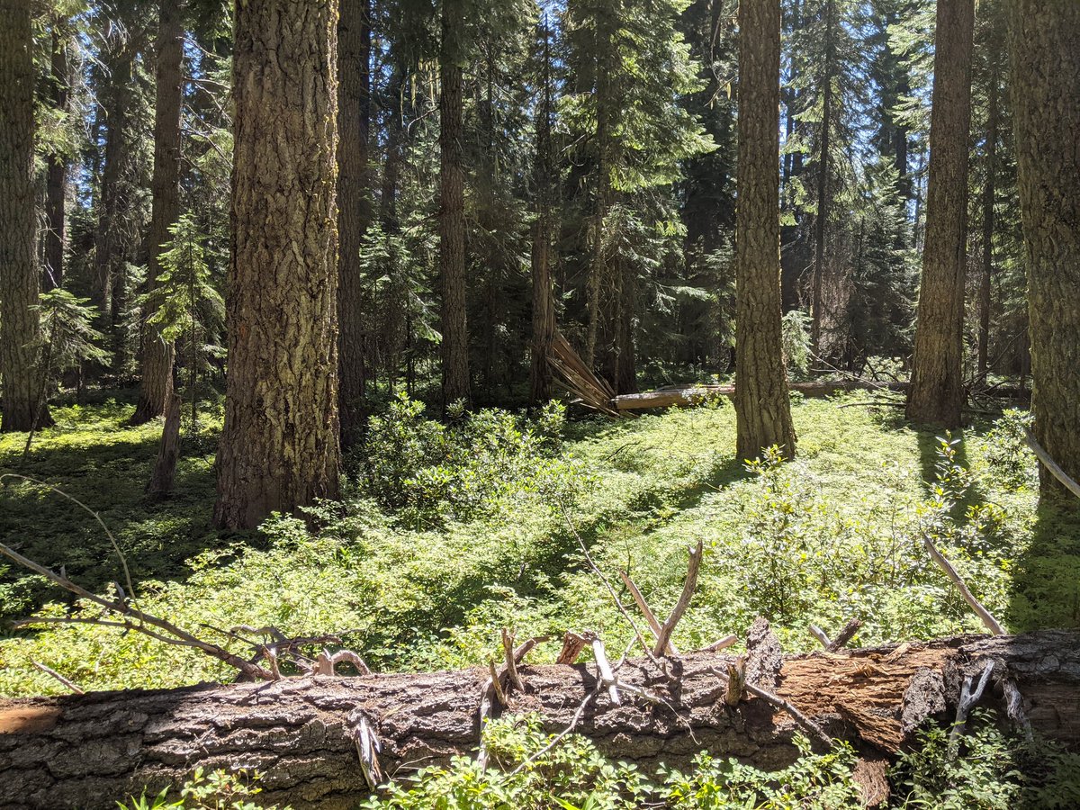 Ellison__James's tweet photo. Someday I will live in this place forever, beneath the fir, among the wild huckleberries and August sunshine. And I will have all that I need from the breeze and sounds of little birds.
#thisismyhome #mountainhome https://t.co/Nlx8EiOqTo