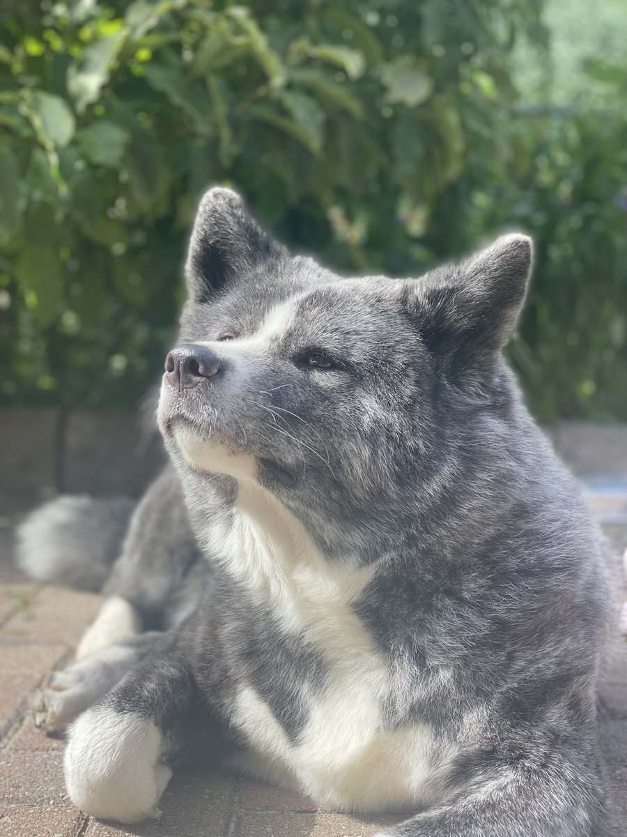 Raphael Tsantili tweet media