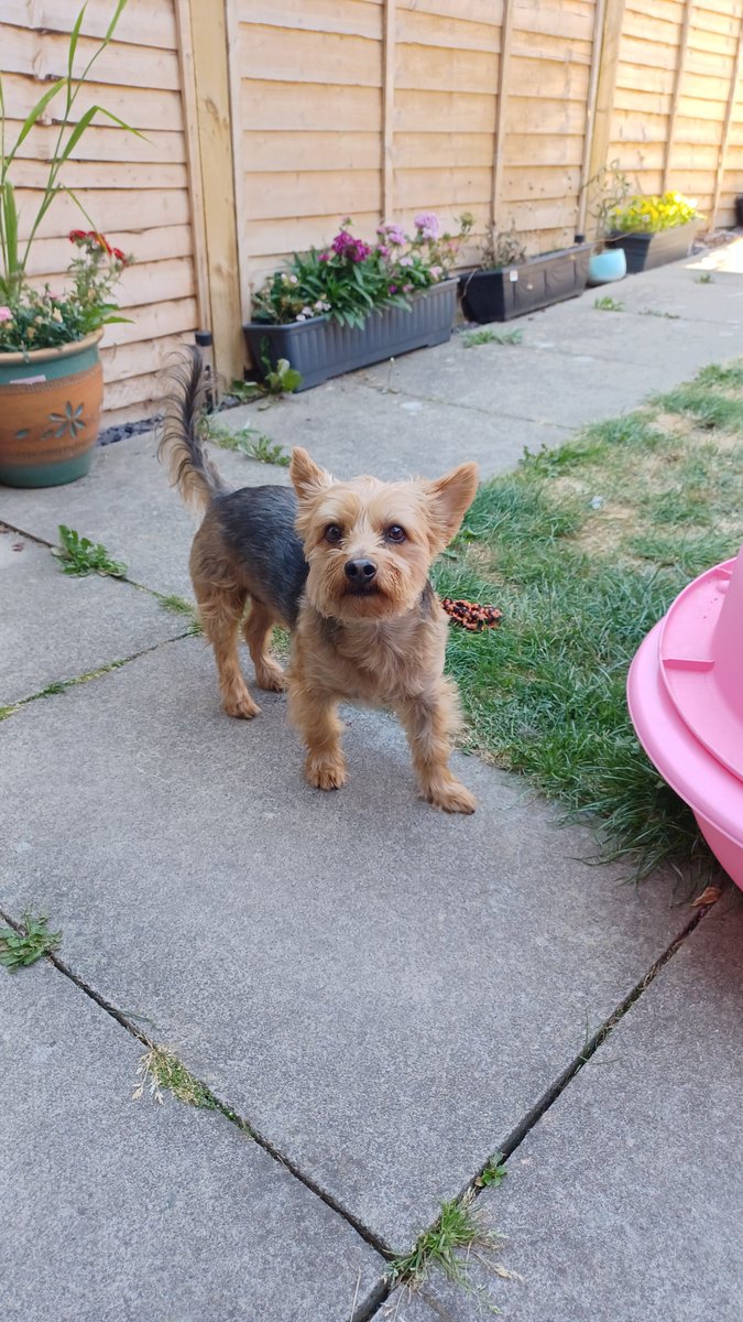 This was Ted yesterday in the garden in the shade.  He's happy that Bognor won too.  Rare treat to capture a photo of him as he always looks away at the last moment. #YorkshireTerrier #TeddyMac