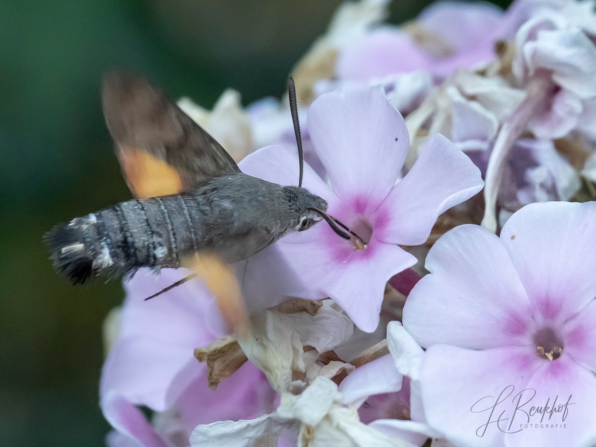 Nog nooit eerder gezien 
“De Kolibrievlinder”. 
Wat een snelle kleintjes zijn dat!!#kolibrievlinder #macroglossumstellatarum #lovenature #olympusphotography #zoomnl