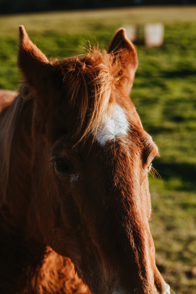 barszranch's tweet image. Lay-up horse boarding in California

Lay-Up boarding is reserved for horses recovering from physical or emotional injury.

Email us at boarding@barszranch.com or click the link for more info and to schedule a meeting with our staff: barszranch.com/horse-boarding…