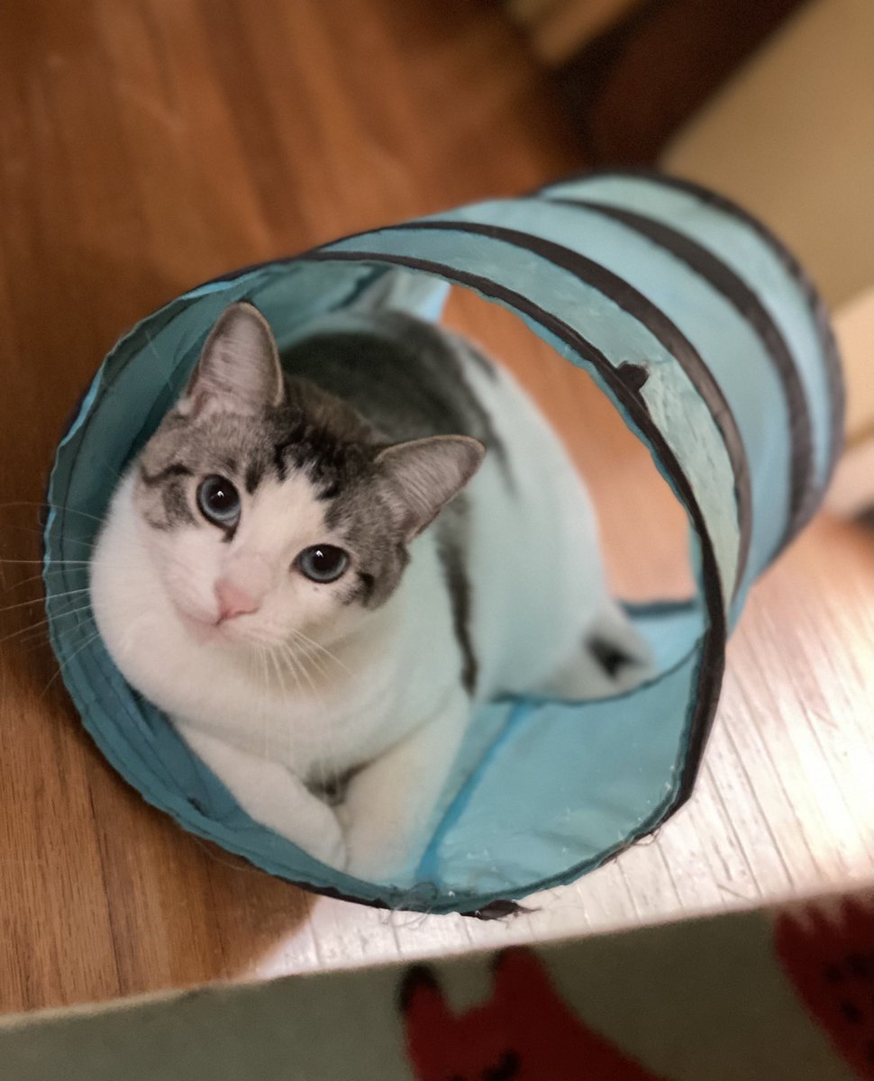 possum_cat's tweet photo. Happy #Caturday, y’all! 🐾🐾🐾 #CatsOfTwitter #Cats https://t.co/Z3rRRiBW0p