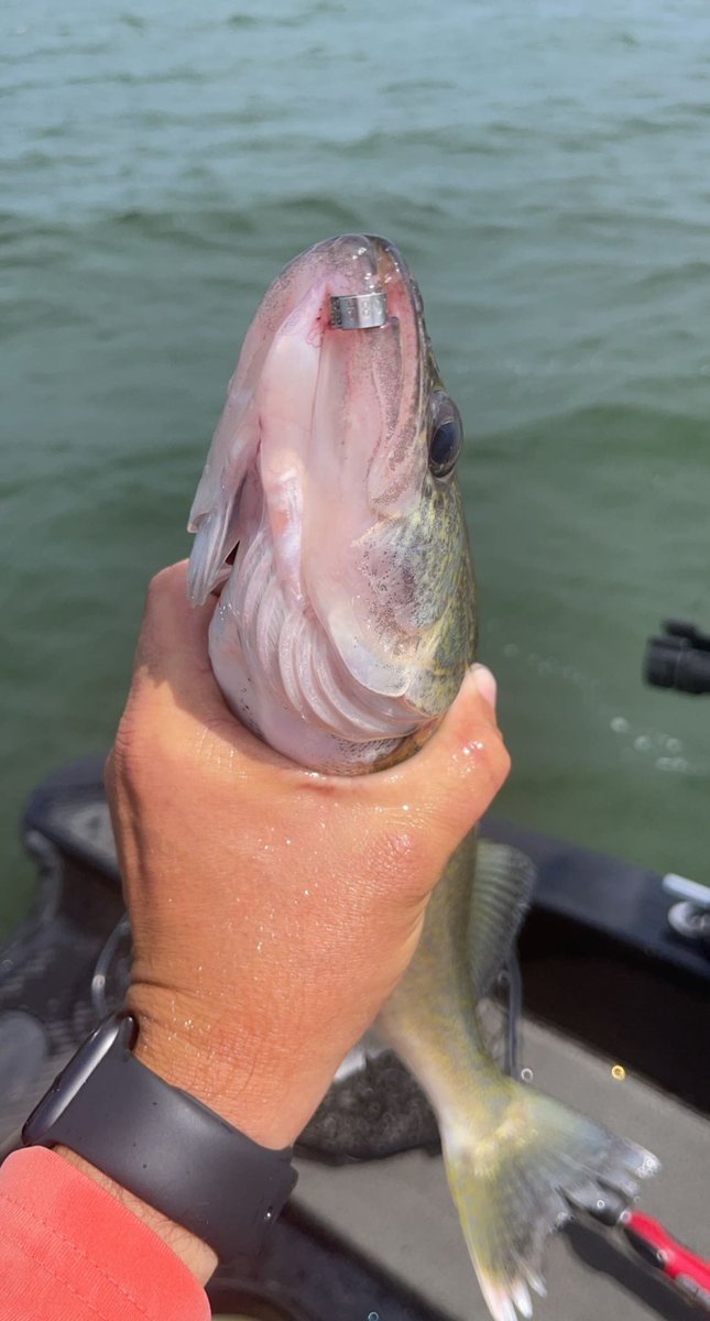 JNelly43's tweet photo. Took Mrs. Nelson on a fishing date this morning…We’ve caught enough to eat this year so no #LimitsOnly…but we still caught and released a bunch!  And the final fish of the day had some #NDGF jewelry on her lip!  All in all a great morning on the lake despite some tough weather! https://t.co/fquUzfhO2s