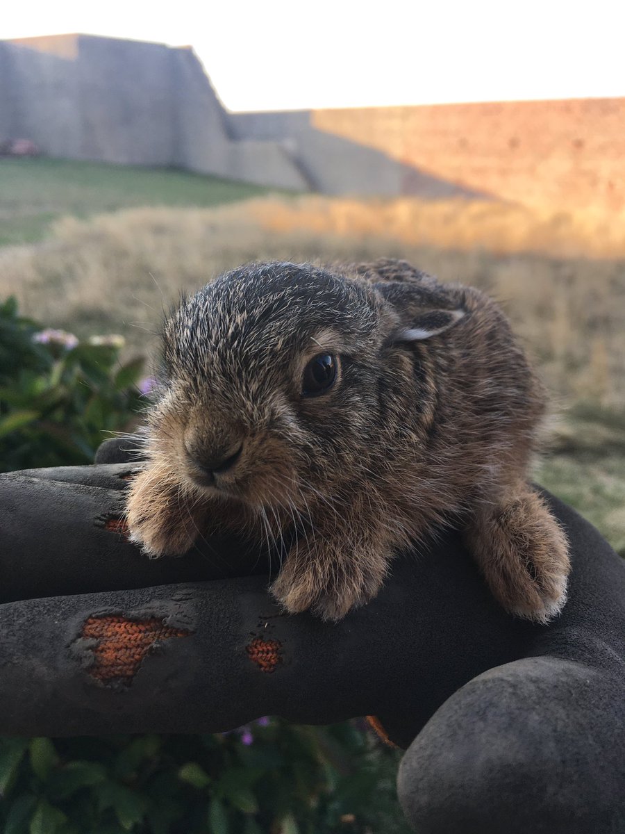 CemlynBay's tweet photo. Discovered and rescued this beautiful tiny leveret while cutting a path through our long grass today. We love #hares @Mammal_Society https://t.co/b8pKbswG5M