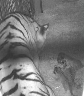 The zoo is proud to announce the birth of three Malayan tiger cubs born earlier this morning to Asmara! Mom and cubs are doing great.