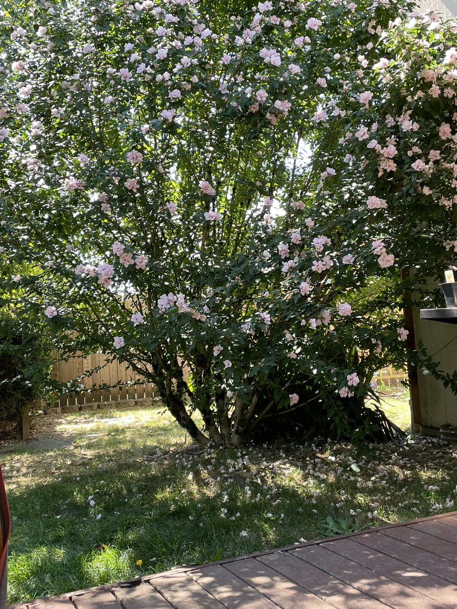 pipercabebe's tweet photo. This view from my hammock chair on the deck is absolutely magical. We have lots of road noise but my back yard in bloom just soothes the soul. What’s a favorite view from your home? https://t.co/LwPQMz1udU