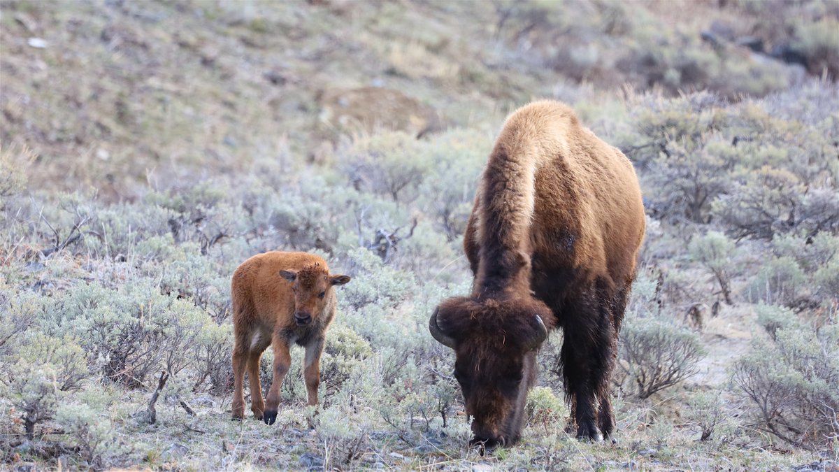 AltYelloNatPark's tweet photo. The ban is long overdue.

Who's going to introduce a bill to ban grazing livestock on public lands ?

And reintroduce Bison ? https://t.co/KMzjrsyFrl