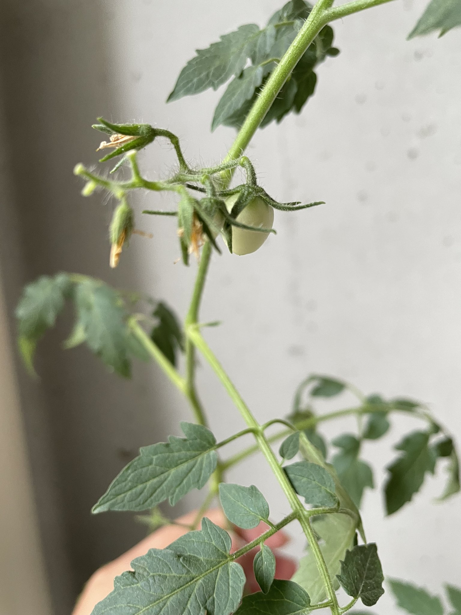 تويتر ゆぅゆぅ على تويتر 台風すごかったですね 曇ってはいますが 育てている野菜たちは ひとまず大丈夫でした ダメかと思っていた ミニトマト挿し木から 実がひょっこり 家庭菜園 ミニトマト 挿し木 晴れるといいな T Co Hqc2c939iq