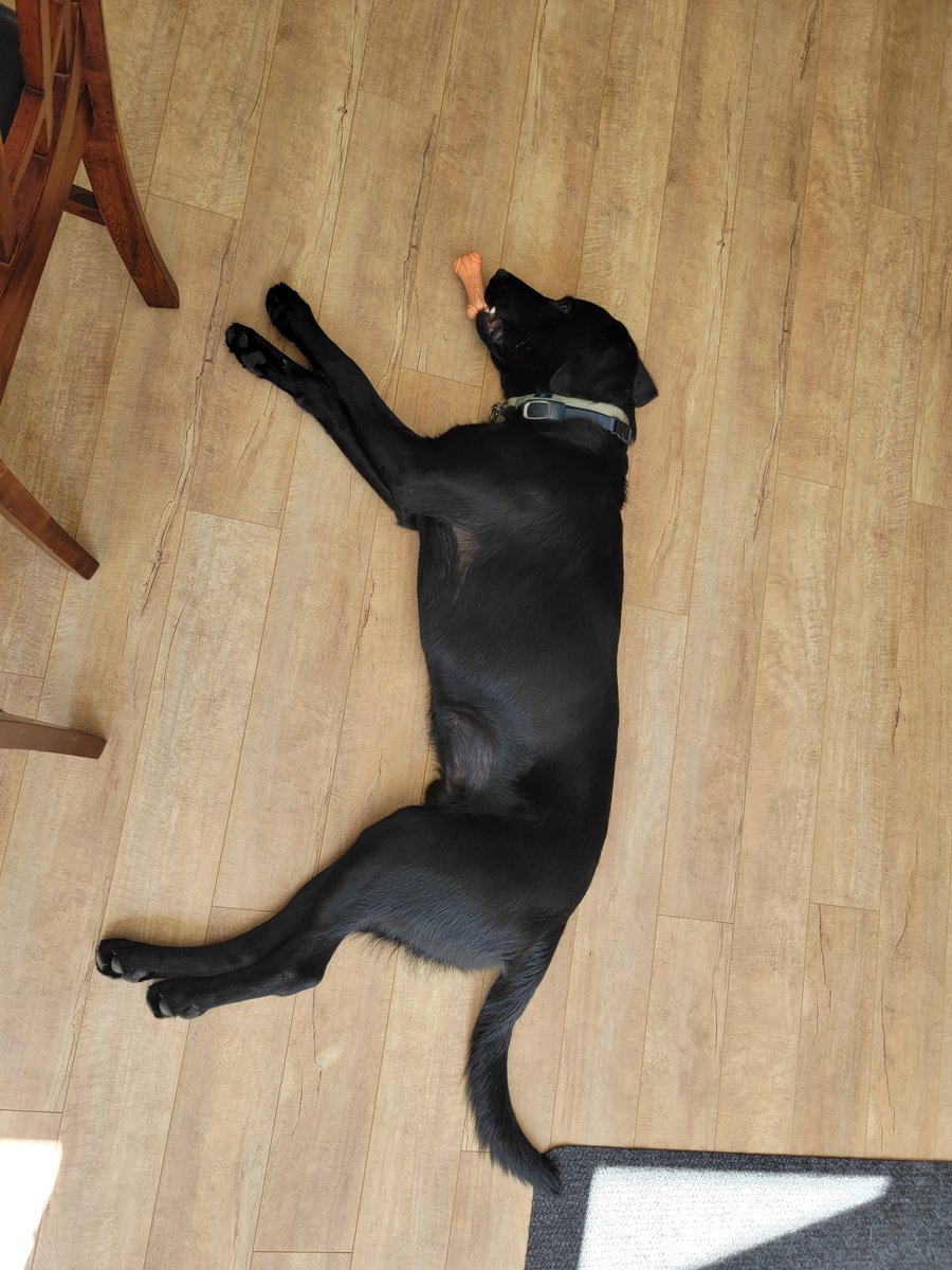 Mel7Labrador's tweet photo. A great day of #fieldwork..... And tired #labrador doggies. π #neveradullmoment #kespukwitk #lnug #mikmaq #indigenousledconservation #wholebodyknowing #mikmaki https://t.co/aFuUj1ehry