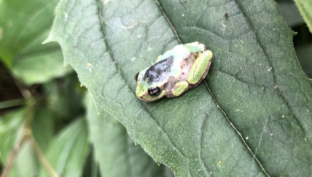 SallmannC's tweet photo. Anyone have any insights on what the dark patch is on the back of this frog? Seen in southeastern Wisconsin. https://t.co/xjCtuD0B1S