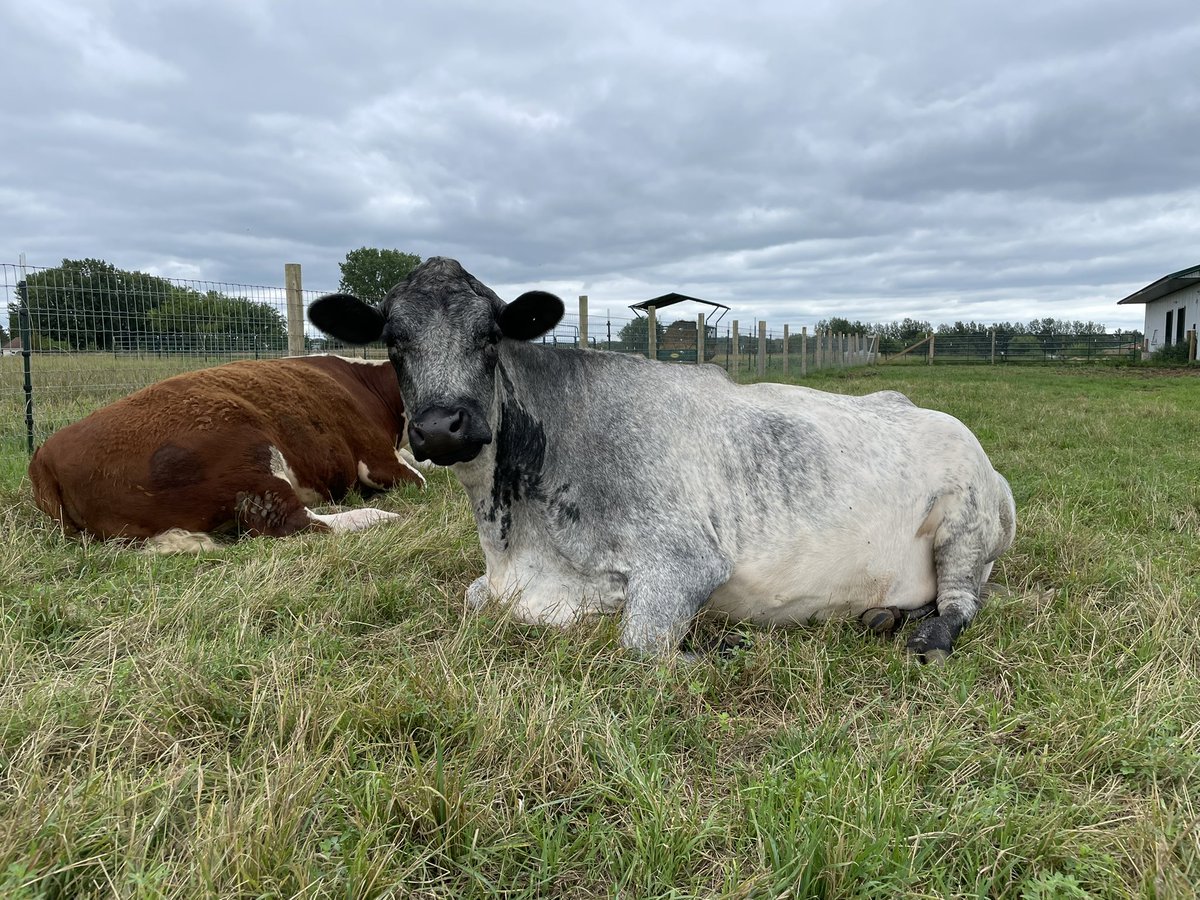 Farmaste Sanctuary tweet media