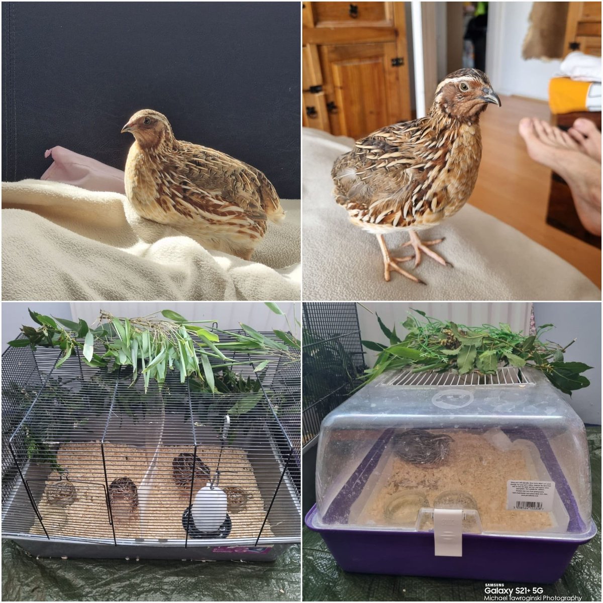 VMpropertyDIY's tweet photo. Family members ๐ฆ๐ฆ๐ฆ๐๐ @aleexander_007 @mtawroginska @ewatawroginska @tawroginski @_magikk._ #ourpets #quails #jackrussell #dog @vodafoneuk โ๏ธ @samsunguk #withGalaxy๐ฑ #s21plus ๐ https://t.co/rwEhg5zC5S