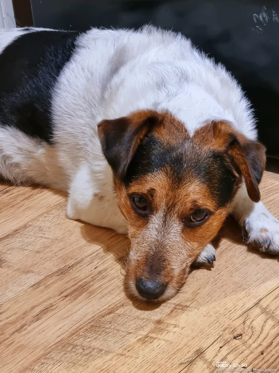 VMpropertyDIY's tweet photo. Family members ๐ฆ๐ฆ๐ฆ๐๐ @aleexander_007 @mtawroginska @ewatawroginska @tawroginski @_magikk._ #ourpets #quails #jackrussell #dog @vodafoneuk โ๏ธ @samsunguk #withGalaxy๐ฑ #s21plus ๐ https://t.co/rwEhg5zC5S
