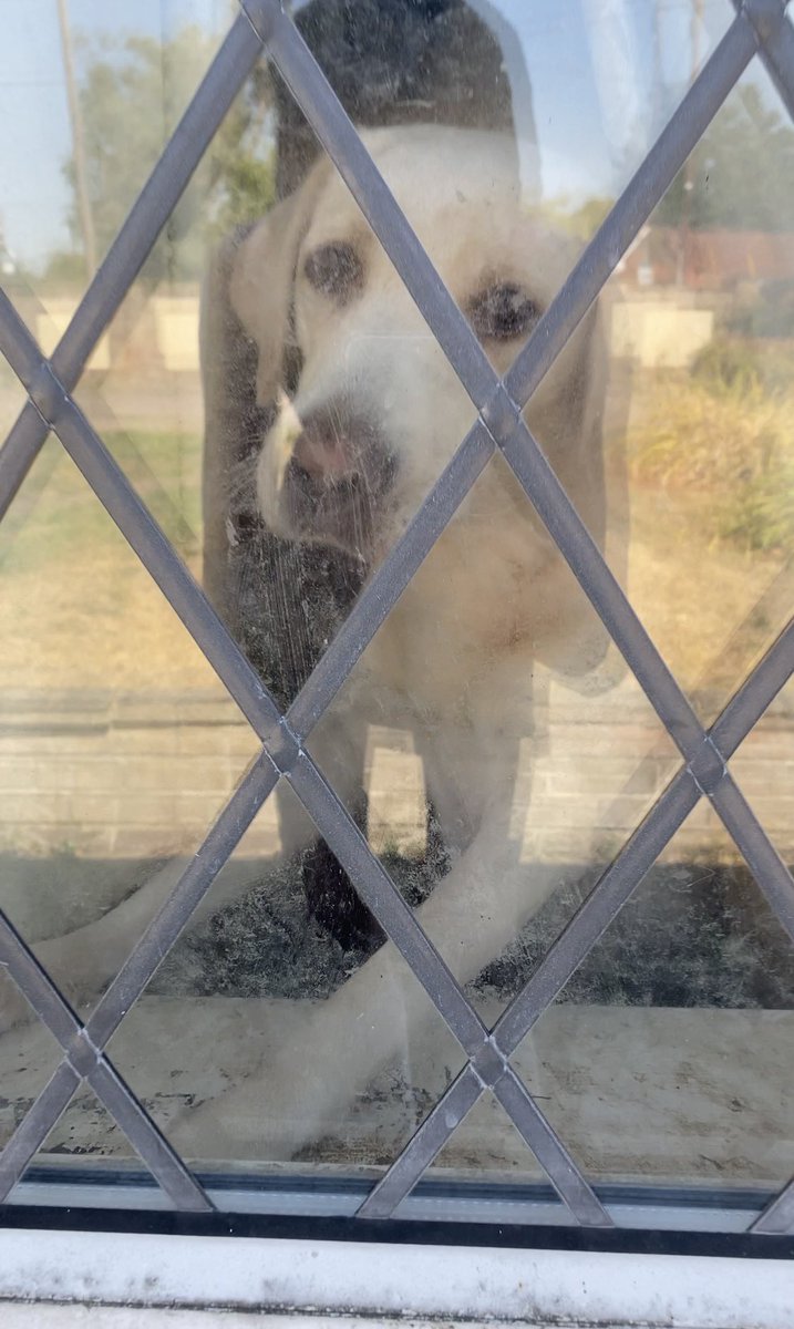 StopFEH's tweet photo. 12th August at FEH
(Warning, graphic images and details of animal abuse) https://t.co/EBIQf7LPiv