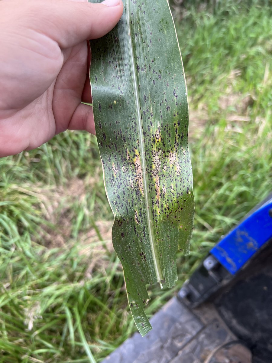Tar spot showing up more.