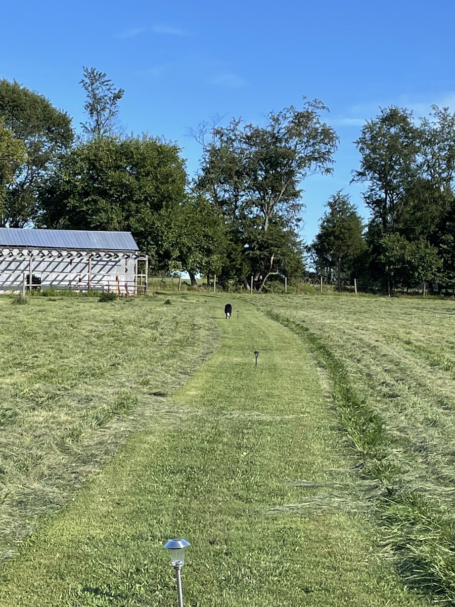 Barb4Hmom's tweet photo. “Field of Dreams”- Brilliant sun, smells of fresh cut pasture, low humidity- #IsThisHeaven?  Yes it’s #GlennFamilyFarm!  (Project # 32 roof extension at old barn ….#RetirementRules ) https://t.co/FqFAYEQhhb